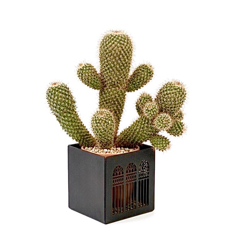 Triple Arcades of Lebanon cover